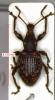 Otiorhynchus guttula